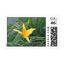 lilly postage