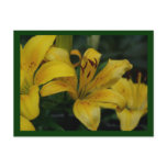 lilly