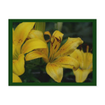 lilly postcards by iiiyaaa lilly postcards