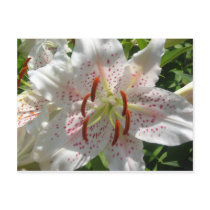 Lilly postcards by shannon_anicas Lilly postcards