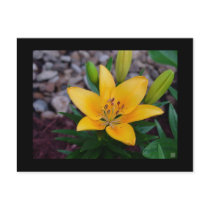 Lilly postcards by grn1212 Lilly postcards