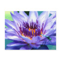 Lilly Postcard by Raging_Seagulls Lilly Postcard