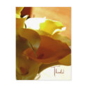 LILLY Postcard