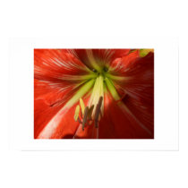 Lilly posters by brennop Lilly posters
