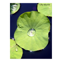 Lilly World posters by bookishman Lilly World posters