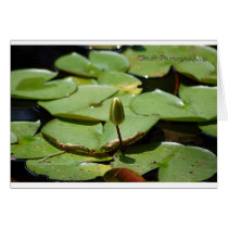 Lillypads cards