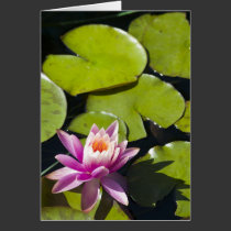 Lillypads cards