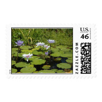 Lillypond postage by bainsgate Lillypond postage