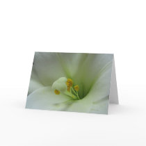 Lily 1 Card