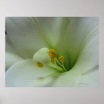 Lily 1 print