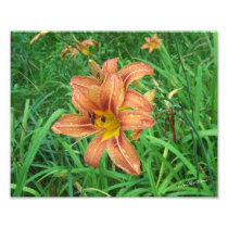 Lily #2800cropped photographic print