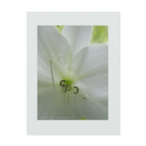 Lily 2