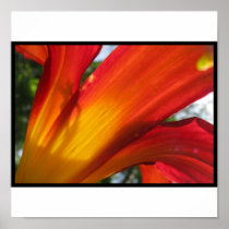 lily 2 posters