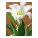 Lily 4 posters by angelspiritme Lily 4 posters