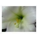 Lily 5 posters by angelspiritme Lily 5 posters
