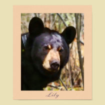 Lily, an American Black Bear posters