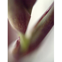 Lily buds