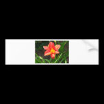 Lily bumper stickers