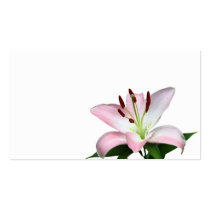 Lily Business Card Templates