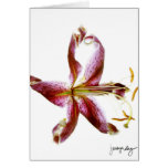 "Lily" by J. Maya Luz Card