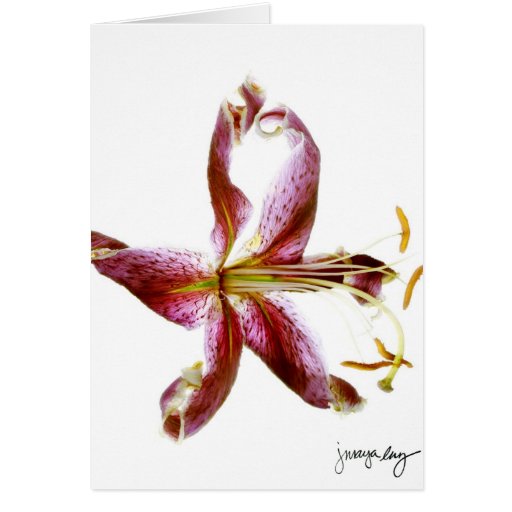 "Lily" by J. Maya Luz Card