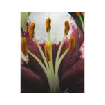 Lily canvas prints
