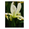 Lily cards