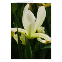 Lily cards by sumiko Lily cards