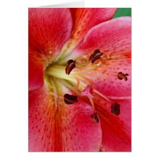 Lily card