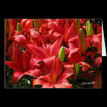 Lily Card cards