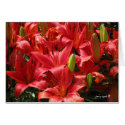 Lily Card by pennysart Lily Card