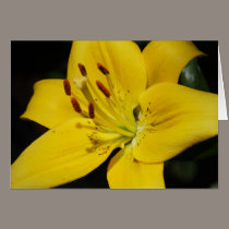 Lily cards by Jack_of_Arts Lily cards