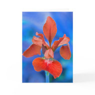 Lily card