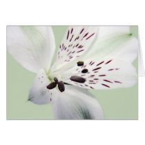 Lily Card cards