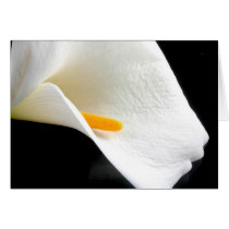 Lily Card by exquisitephoto Lily Card