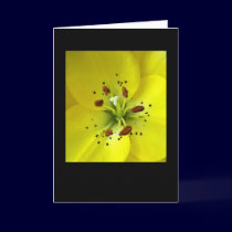 Lily cards