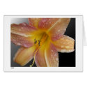 Lily cards by StolenShadows Lily cards