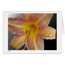Lily cards