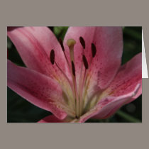 Lily cards by Jack_of_Arts Lily cards