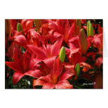 Lily Card