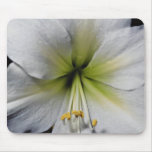 Lily close-up  flowers mouse pads