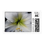 Lily close-up  flowers postage stamps