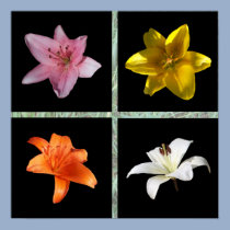 Lily Collage posters