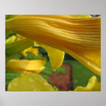 Lily Drop #1