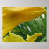 Lily Drop #2