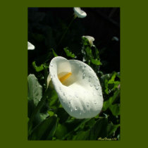 Lily Drops  #1 posters