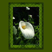 Lily Drops #3 posters