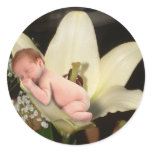 Lily Flower Baby Round Sticker
