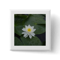 Lily Flower in Lily Pads Buttons