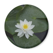 Lily Flower in Lily Pads Refrigerator Magnets